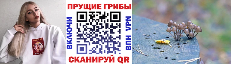 Галлюциногенные грибы Magic Shrooms  кракен как войти  Гудермес 